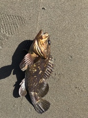 Sebastes rastrelliger