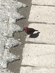 Carpodacus formosanus