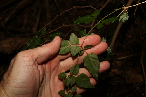 Image of Jasminum singuliflorum by (c) Greg Tasney, some rights reserved (CC BY-SA)