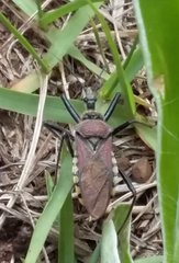 Rhynocoris erythrocnemis