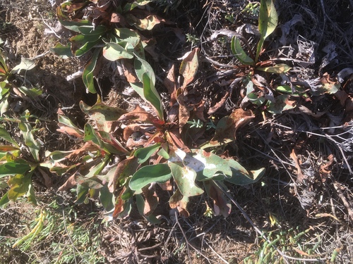 iNaturalist observation photo of Western Marsh Rosemary