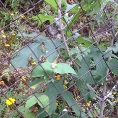 Montanoa grandiflora