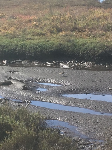 iNaturalist observation photo of Killdeer