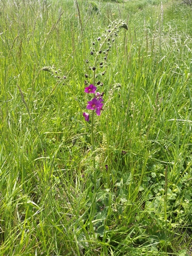 Purple Mullein