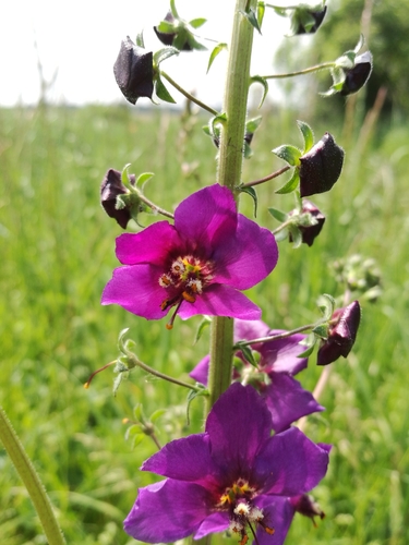 Purple Mullein