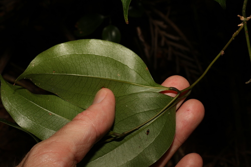 Image of Ripogonum album by (c) Greg Tasney, some rights reserved (CC BY-SA)
