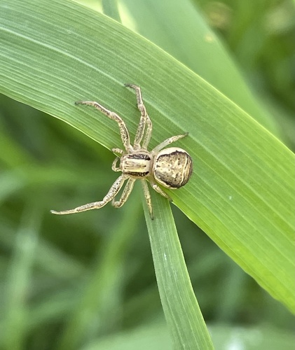 Swamp Crab Spider, Kerkenbos, Nimwegen, Gelderland, NL, photo 10 of 10