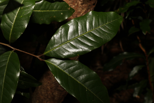 Image of Mischocarpus australis by (c) Greg Tasney, some rights reserved (CC BY-SA)