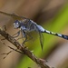 Orthetrum caledonicum - Photo (c) jmwatson, algunos derechos reservados (CC BY-NC)