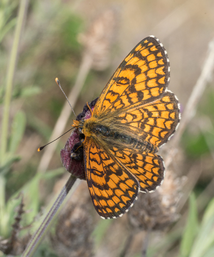 Provençal Fritillary