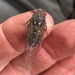 Murray Acacia Cicada - Photo (c) david emery, some rights reserved (CC BY-NC), uploaded by david emery