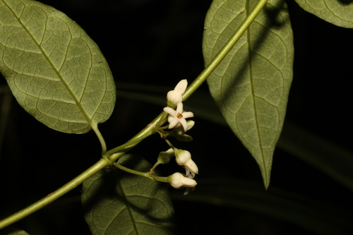 Image of Parsonsia ventricosa by (c) Greg Tasney, some rights reserved (CC BY-SA)