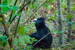 Macaca nigra