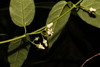 Acuminate Silkpod - Photo (c) Greg Tasney, some rights reserved (CC BY-SA), uploaded by Greg Tasney