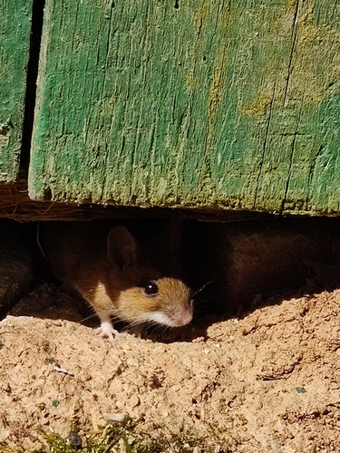Yellow-necked Field Mouse, Zarasų, LT-UN, LT, photo 9 of 10