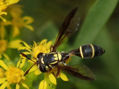 Polybiomyia macquarti