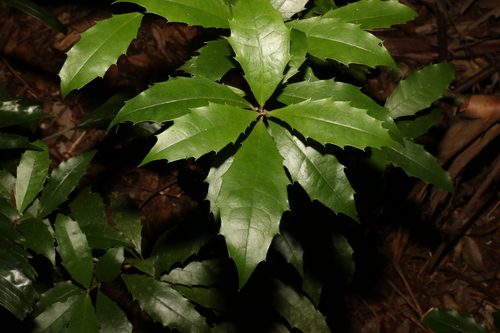 Image of Polyosma cunninghamii by (c) Greg Tasney, some rights reserved (CC BY-SA)