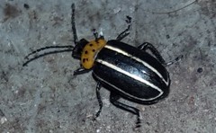 Disonycha conjuncta