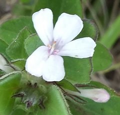 Dyschoriste burchellii