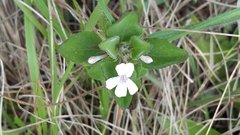 Dyschoriste burchellii