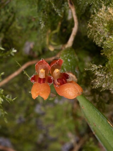 Bulbophyllum brevipedunculatum
