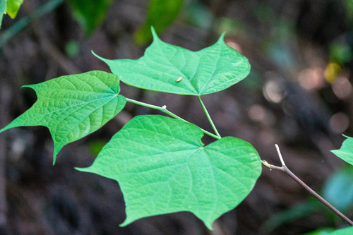 Alangium platanifolium, photograph 4