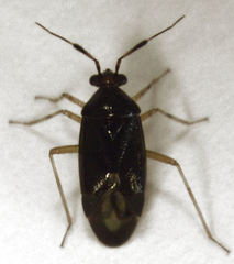 Deraeocoris maoricus