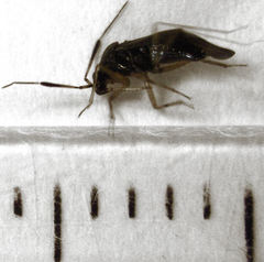 Deraeocoris maoricus