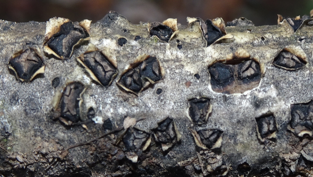 Eutypella leprosa