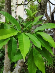 Magnolia × alba