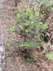 Podocarpus glomeratus