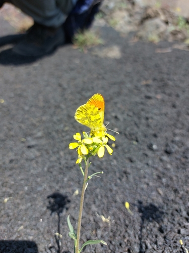 Eastern Orange-tip