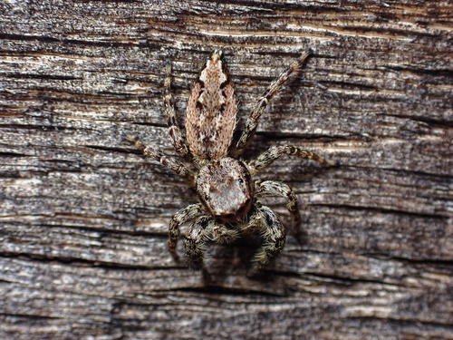 Fencepost jumping spider photo 5