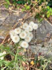 Erigeron bonariensis image