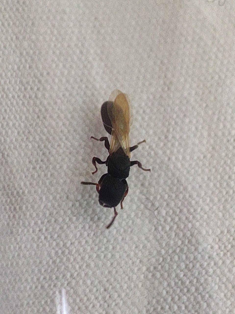 Cataulacus simoni
