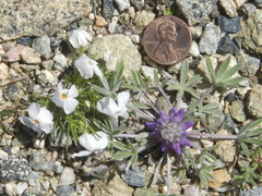 Lupinus lepidus utahensis