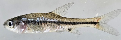 East Coast barb (Enteromius toppini) — Cyprinidae — 3