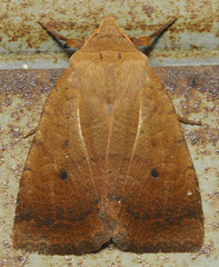 Sericaglaea signata