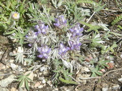 Lupinus lepidus utahensis