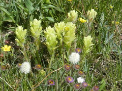 Castilleja pulchella