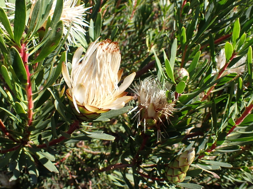 Image of Protea lanceolata by no rights reserved