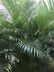 Arecaceae