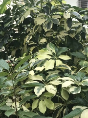 Heptapleurum arboricola