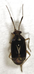 Deraeocoris maoricus