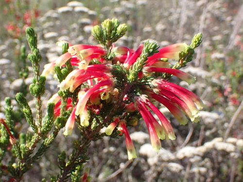 Image of Erica unicolor by no rights reserved