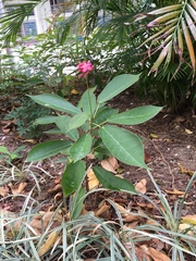 Jatropha integerrima