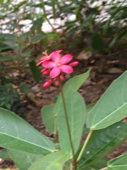 Jatropha integerrima
