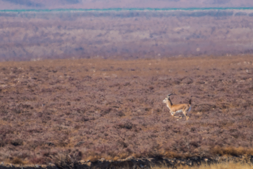 Yarkand gazelle
