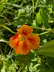 Tropaeolum majus