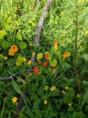 Tropaeolum majus